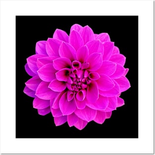 Pink Dahlia Posters and Art